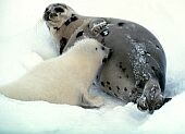 Forr�s: protectseals.org