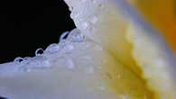 Forr�s: [origo]