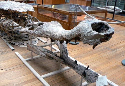 Forr�s: Mus�um national d'Histoire naturelle, Paris