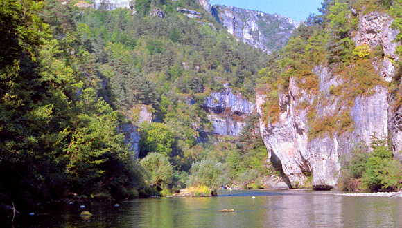 Forr�s: Wikipedia