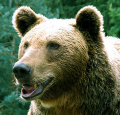 Forrás: Aggteleki Nemzeti Park Forrás: Aggteleki Nemzeti Park