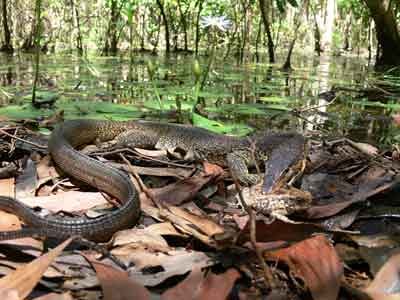 Forr�s: canetoadsinoz.com
