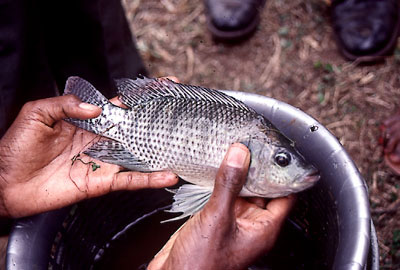 Forr�s:  Wikimedia Commons