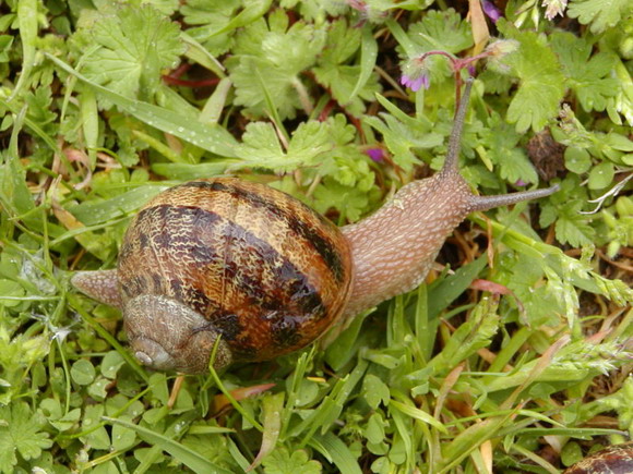 Forrás: wikipédia.org