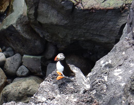 Forr�s: surtsey.is