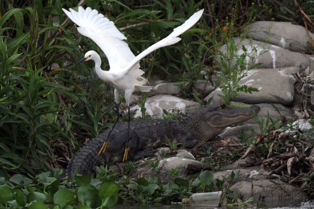 Forr�s: AFP/Mark Ralston