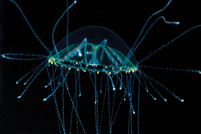 Forrás: Census of Marine Life