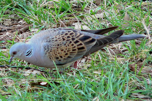 Forrás: Wikimedia Common Forrás: Wikimedia Common