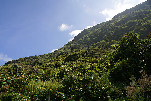 Forr�s: Wikimedia Commons
