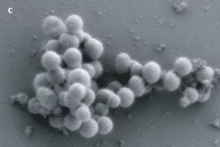 Forr�s: Science/AAAS 