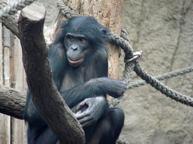 MPI for Evolutionary Anthropology MPI for Evolutionary Anthropology